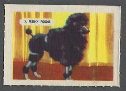 5 French Poodle